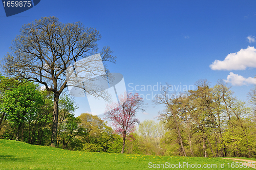 Image of Spring in park