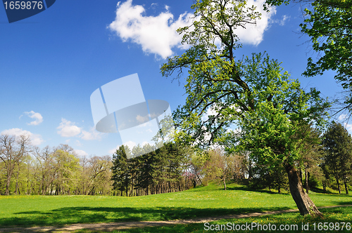 Image of Spring in park