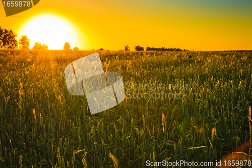 Image of Bright sunset over green field.