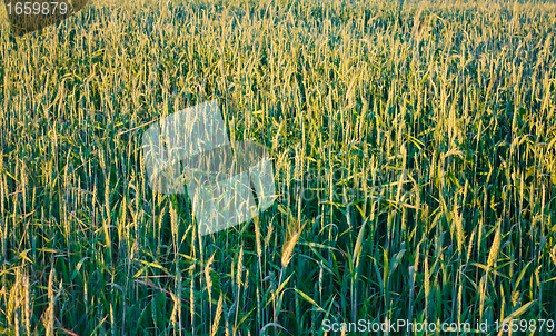 Image of green wheat field
