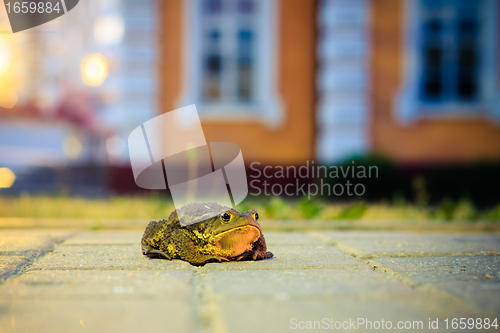 Image of A close up of the toad 