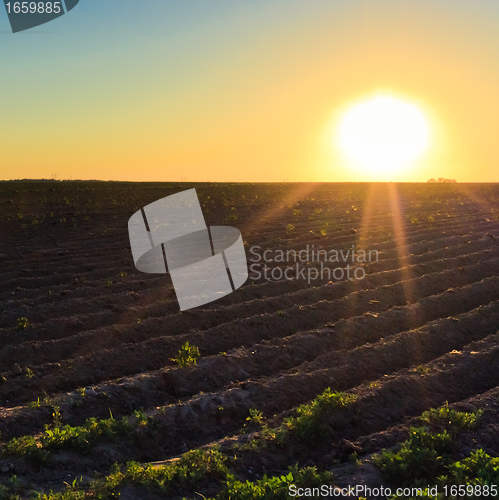 Image of Bright sunset over green field.