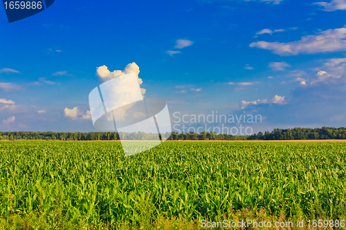 Image of Corn field