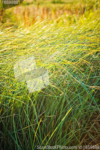 Image of light over field