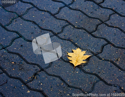 Image of Lone leaf on the ground