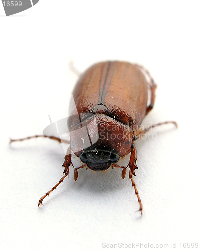 Image of Ugly Bug