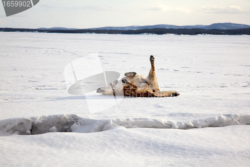 Image of Red dog is bathed in the snow