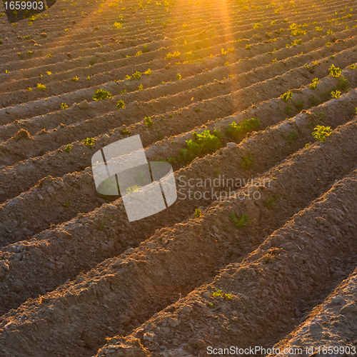 Image of Agricultural plants on field with sunlight