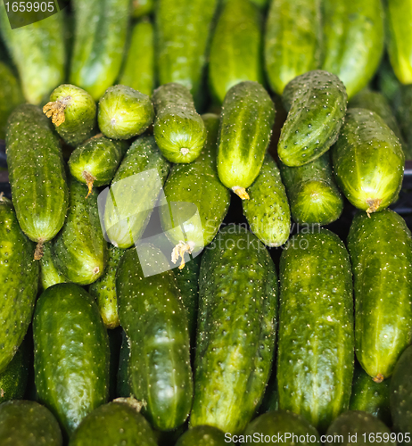 Image of Cucumbers for sale on market place