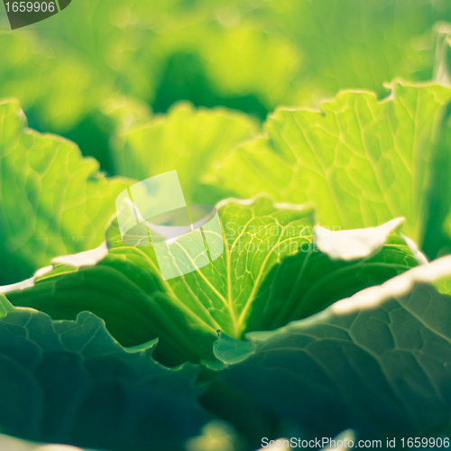 Image of fresh green cabbage