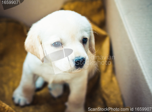 Image of Labrador retriever puppy