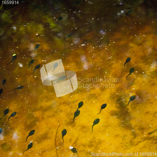 Image of Tadpoles in the water