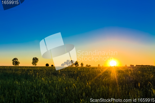 Image of Wheat field at sunset.