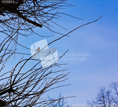 Image of Bird on branch