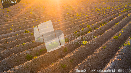 Image of Agricultural plants on field with sunlight