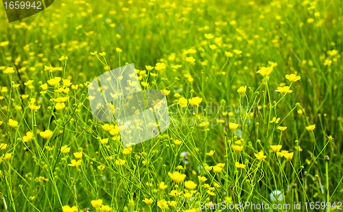 Image of Bright flowers