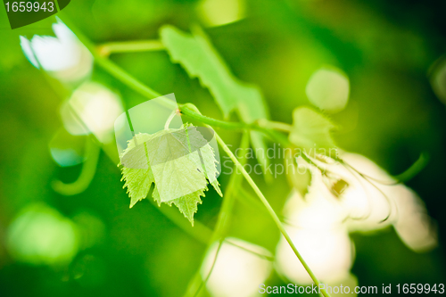 Image of Grape leaf 