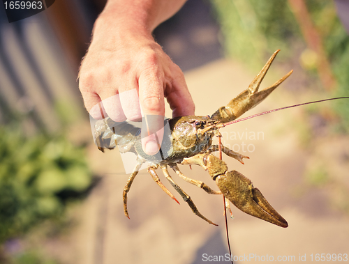 Image of The crawfish in hand