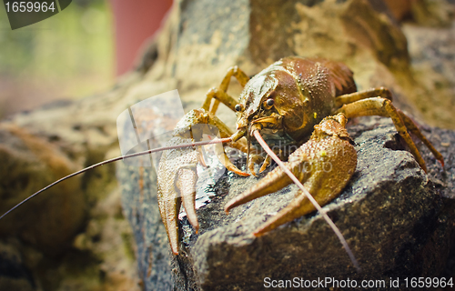 Image of The crawfish on a stone