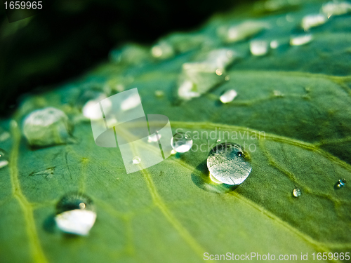 Image of Water drops on the fresh green leaf