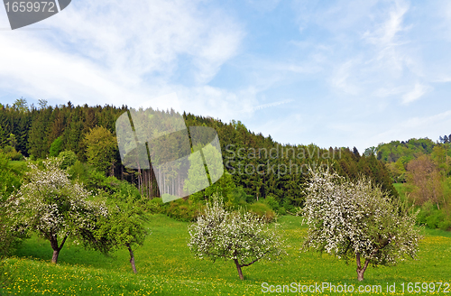 Image of Trees in Spring