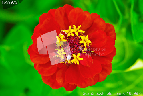 Image of Red Zinnia