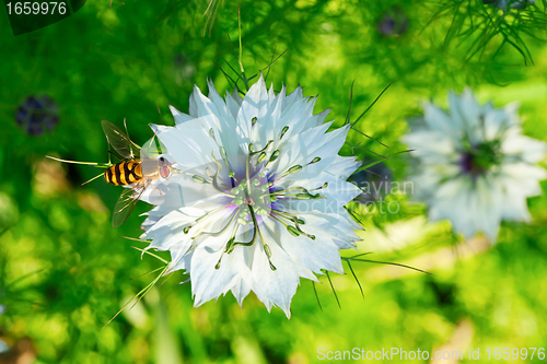 Image of Cumin Flower