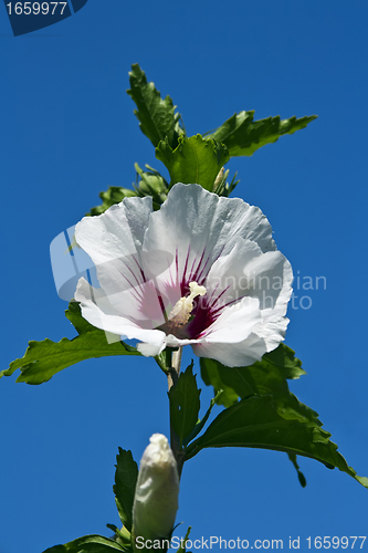 Image of White Hibiscus