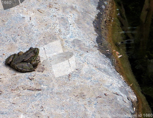 Image of Frog it