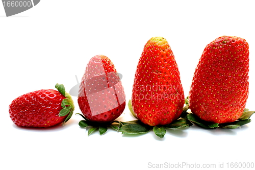 Image of growing health