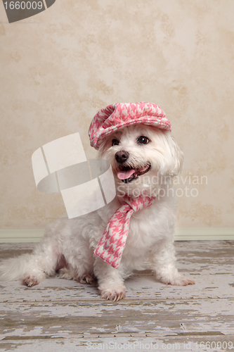 Image of Cute dog wearing hat and scarf