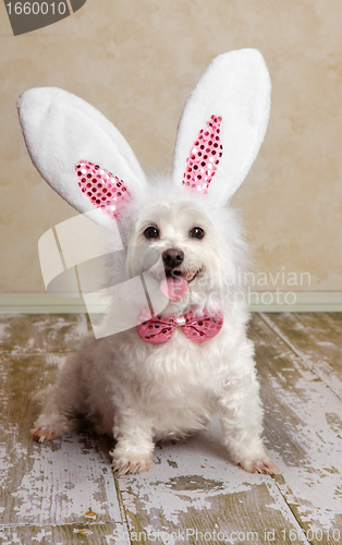 Image of Puppy dog wearing bunny rabbit ears costume