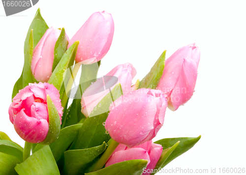 Image of Tulips