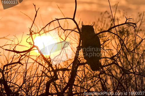 Image of Great Horned Owl