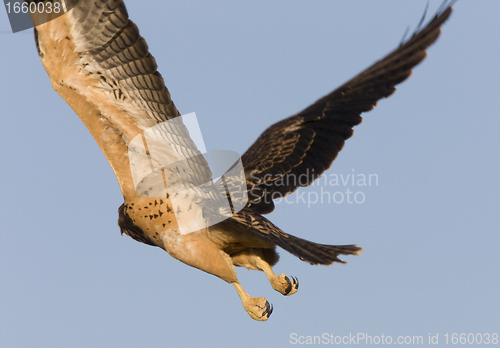 Image of Swainson Hawk in flight