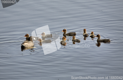 Image of Waterhen Babies