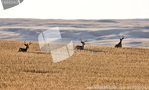 Image of Mule Deer in Wheat Field