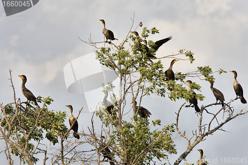 Image of Cormorants in tree Saskatchewan