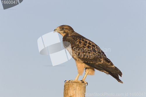 Image of Swainson Hawk on Post