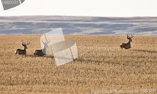 Image of Mule Deer in Wheat Field