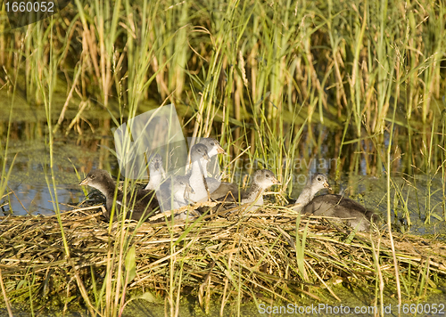 Image of Waterhen Babies