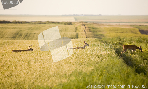 Image of Deer in a field