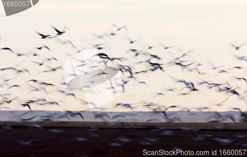Image of Blurred Image Snow Geese panned