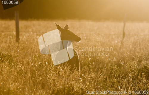 Image of Deer in a field