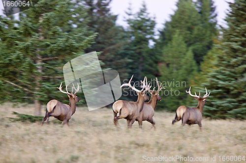 Image of Elk in Cypress Hills Alberta