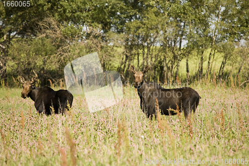 Image of Young Bull Moose