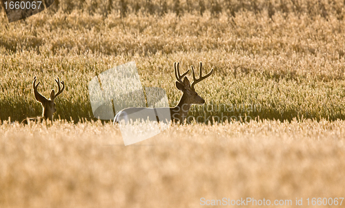 Image of Mule Deer in Wheat Field