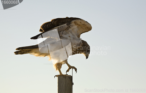 Image of Swainson Hawk on Post