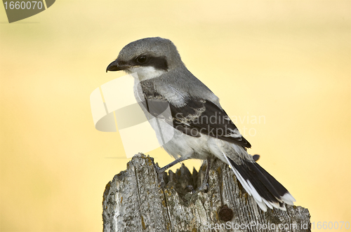 Image of Gray Grey Jay Young