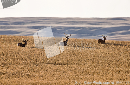 Image of Mule Deer in Wheat Field